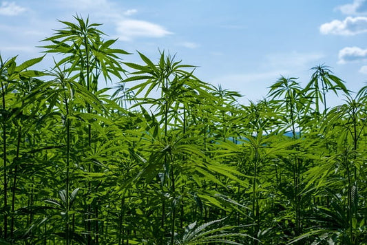 Rangos de pH óptimos para el cultivo de cannabis