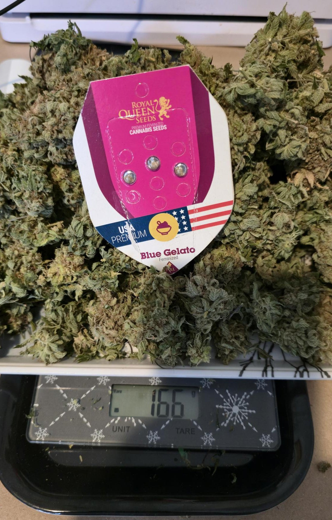 BLUE GELATO FEM X5 ROYAL QUEEN SEEDS