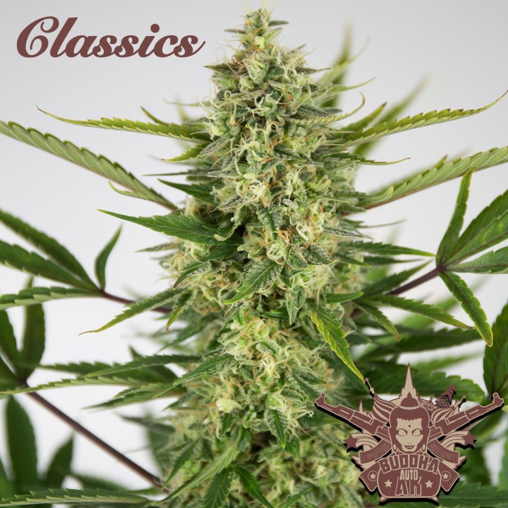 BUDDHA AUTO AK CLASSICS 3+1 BUDDHA SEEDS