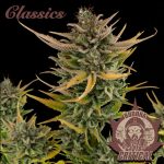 BUDDHA AUTO CRITICAL CLASSICS 3+1 BUDDHA SEEDS