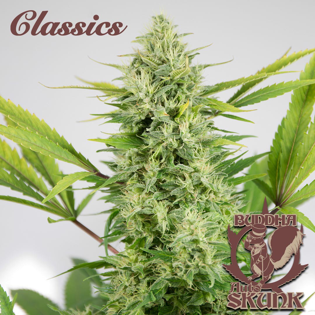 BUDDHA AUTO SKUNK CLASSICS 3+1 BUDDHA SEEDS