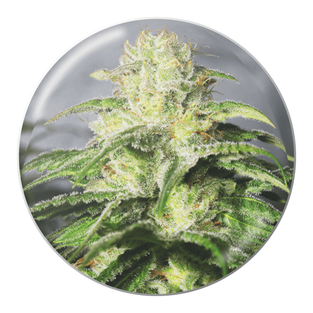 OG KUSH CBD FEM X3 MEDICAL SEEDS