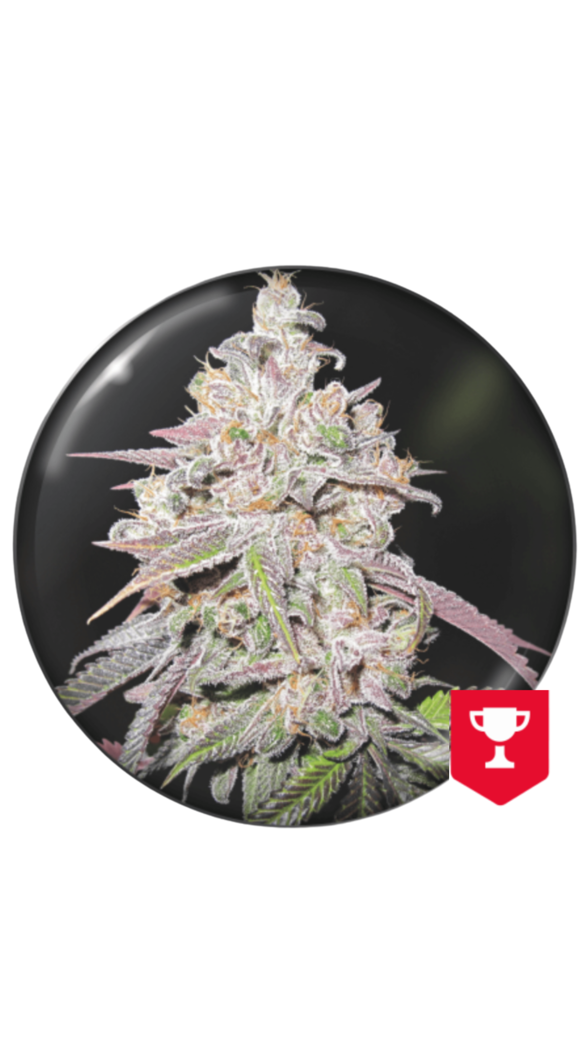 MENDOCINO CHANEL KUSH MEDICAL SEEDS 3UDS