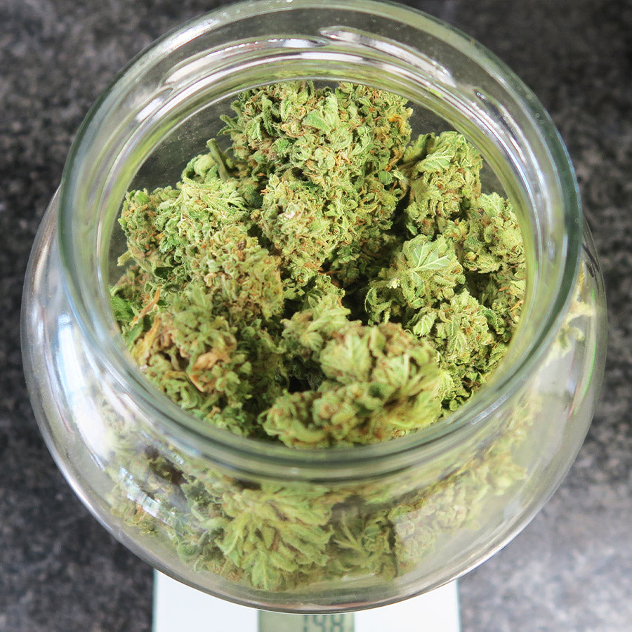 COOKIE AUTO X3 BUDDHA SEEDS