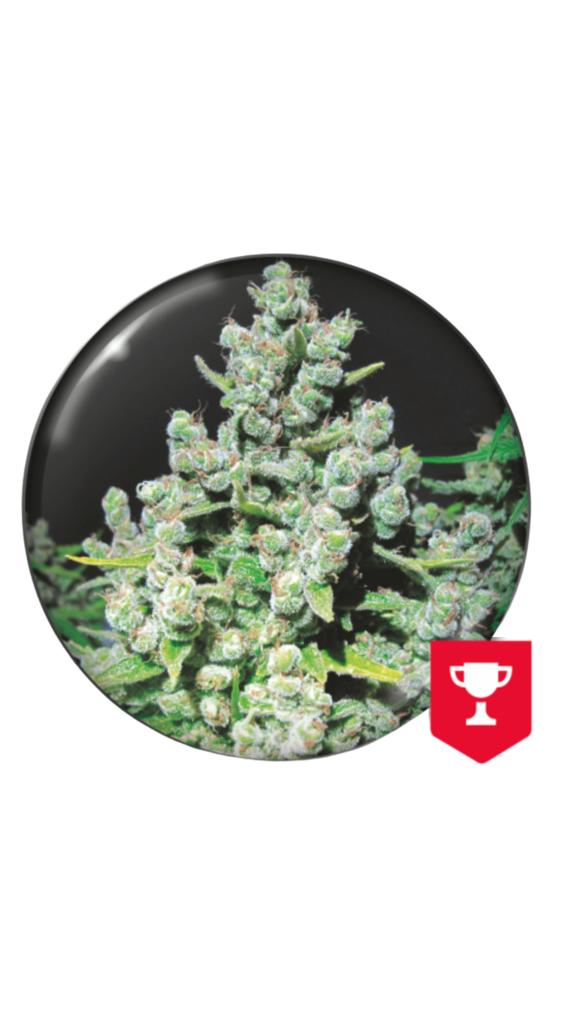 MALAKOFF X3 FEM MEDICAL SEEDS