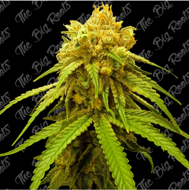 GORILLA GLUE FAST X100 THE BIG ROOTS