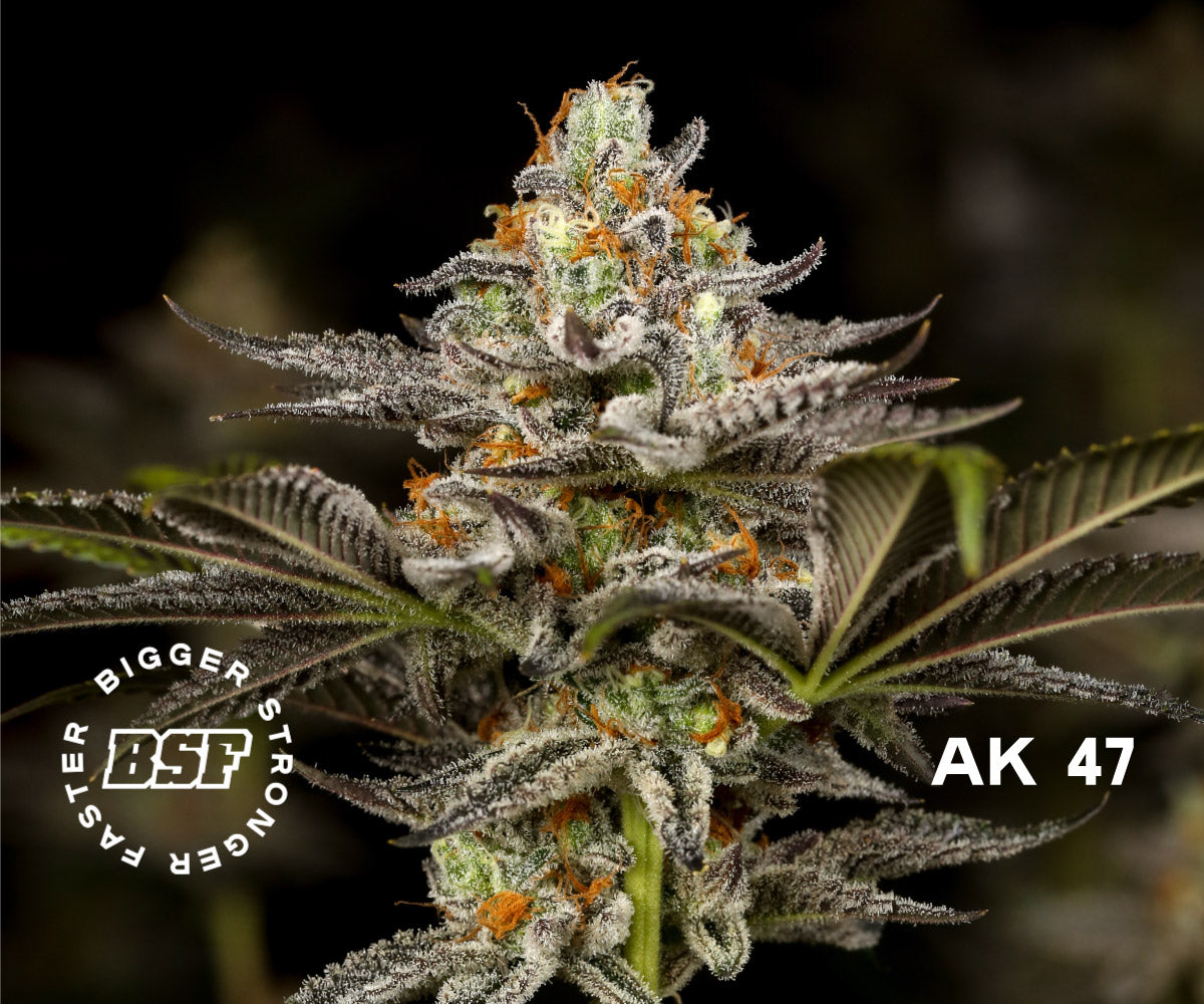 OLD SKOOL FEM MIX X12 BSF SEEDS