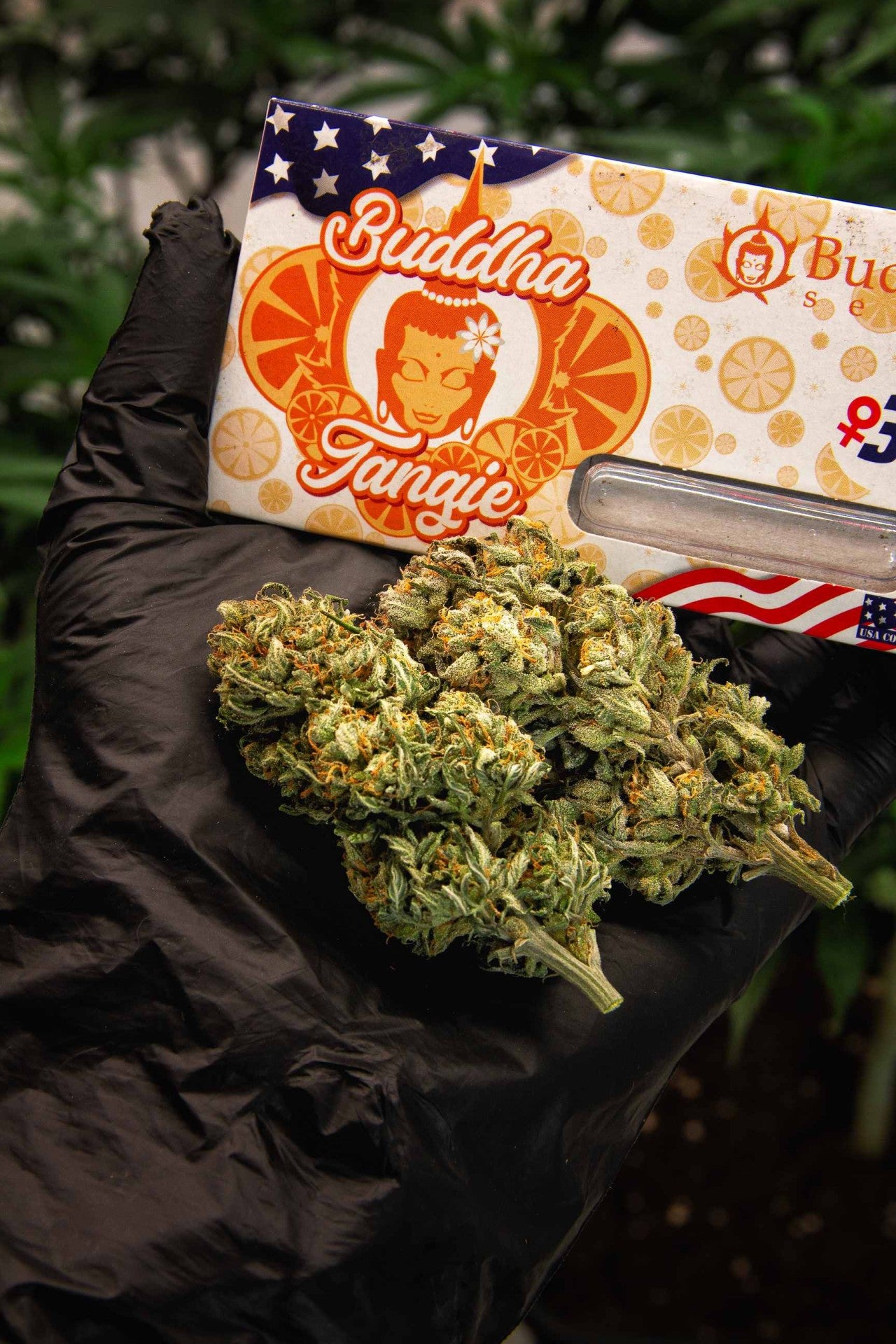 TANGIE AUTO X3 BUDDHA SEEDS