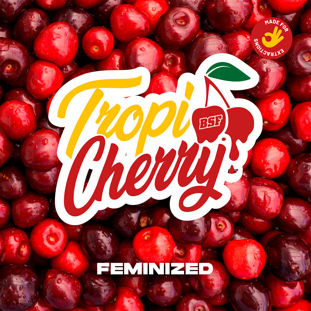 TROPI CHERRY x12 FEM BSF