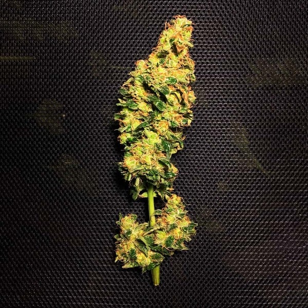 BLUE MYSTIC FEM X10 ROYAL QUEEN SEEDS