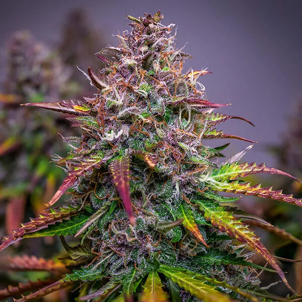 BUBBLE KUSH AUTO X10 ROYAL QUEEN SEEDS