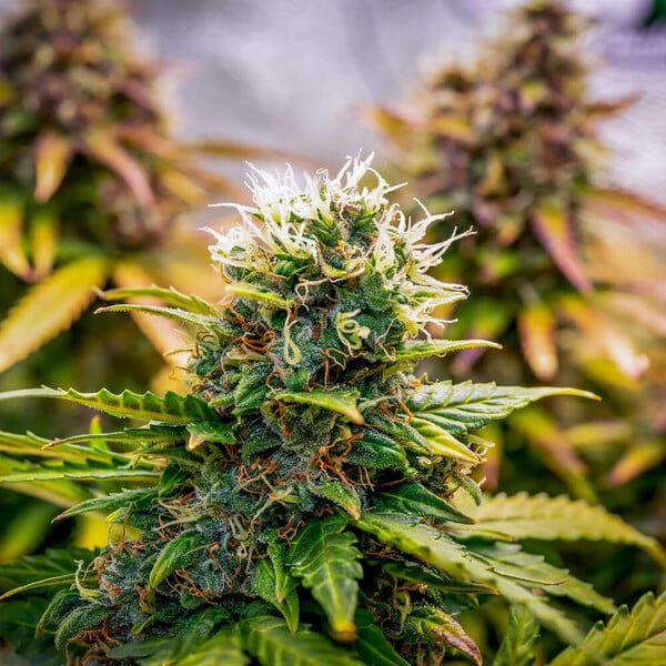 BUBBLE KUSH AUTO X10 ROYAL QUEEN SEEDS