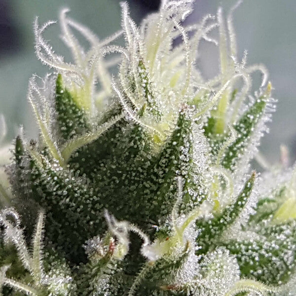 BUBBLE KUSH FEM X10 ROYAL QUEEN SEEDS