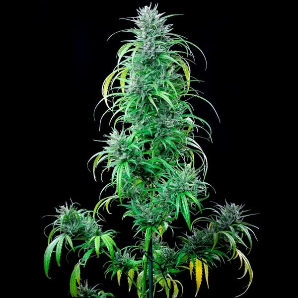 CRITICAL KUSH FEM X5 ROYAL QUEEN SEEDS