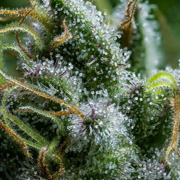 DIESEL AUTO X10 ROYAL QUEEN SEEDS