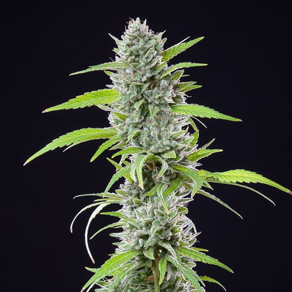 EL PATRON FEM X5 ROYAL QUEEN SEEDS