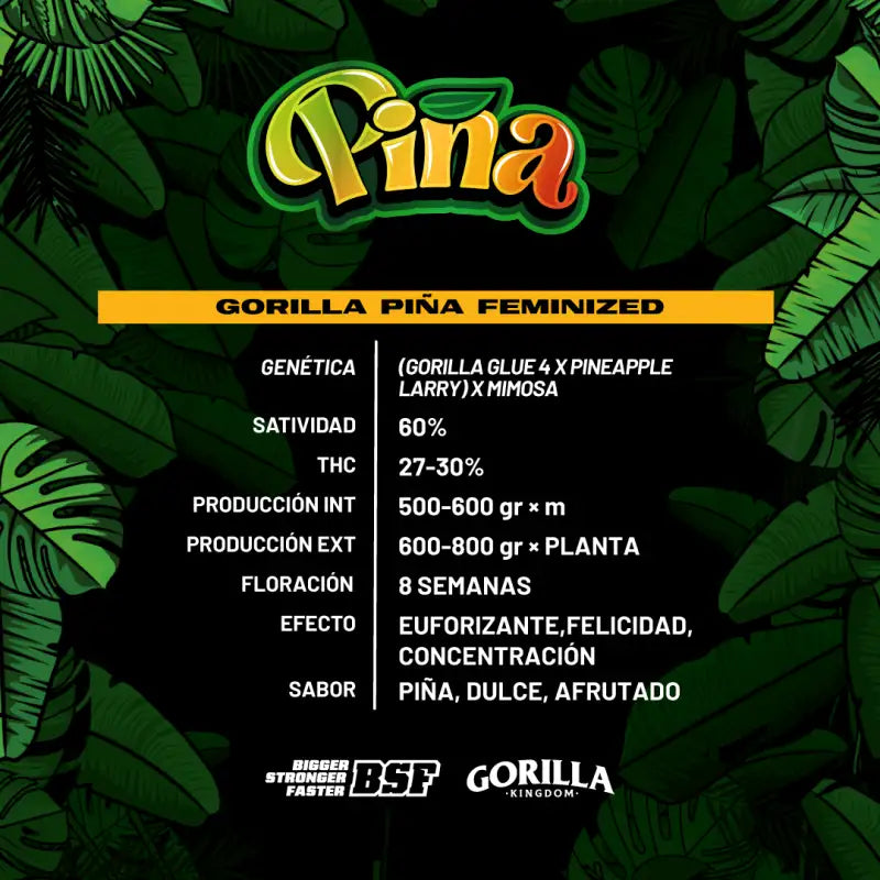 GORILLA PIÑA X12 FEM BSF