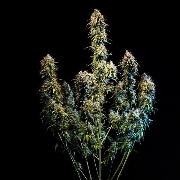 HAZE BERRY AUTO X10 ROYAL QUEEN SEEDS