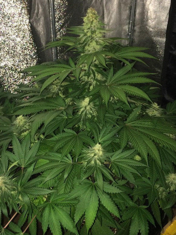 HAZE BERRY FEM X1 FEM ROYAL QUEEN SEEDS