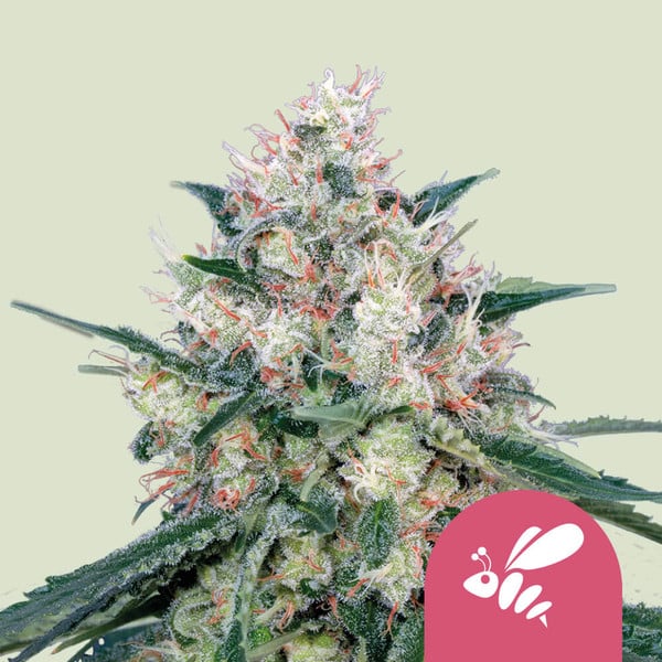 HONEY CREAM FAST X10 ROYAL QUEEN SEEDS