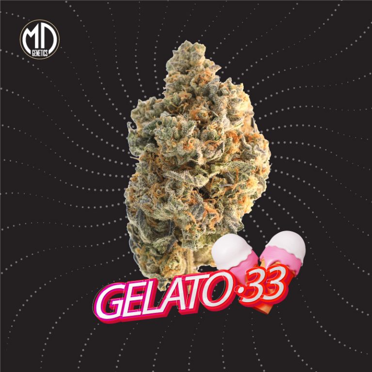 GELATO 33 FEM X5 MD GENETICS