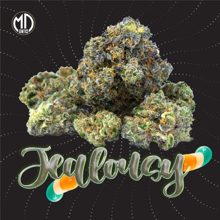 JEALOUSY FEM X5 MD GENETICS
