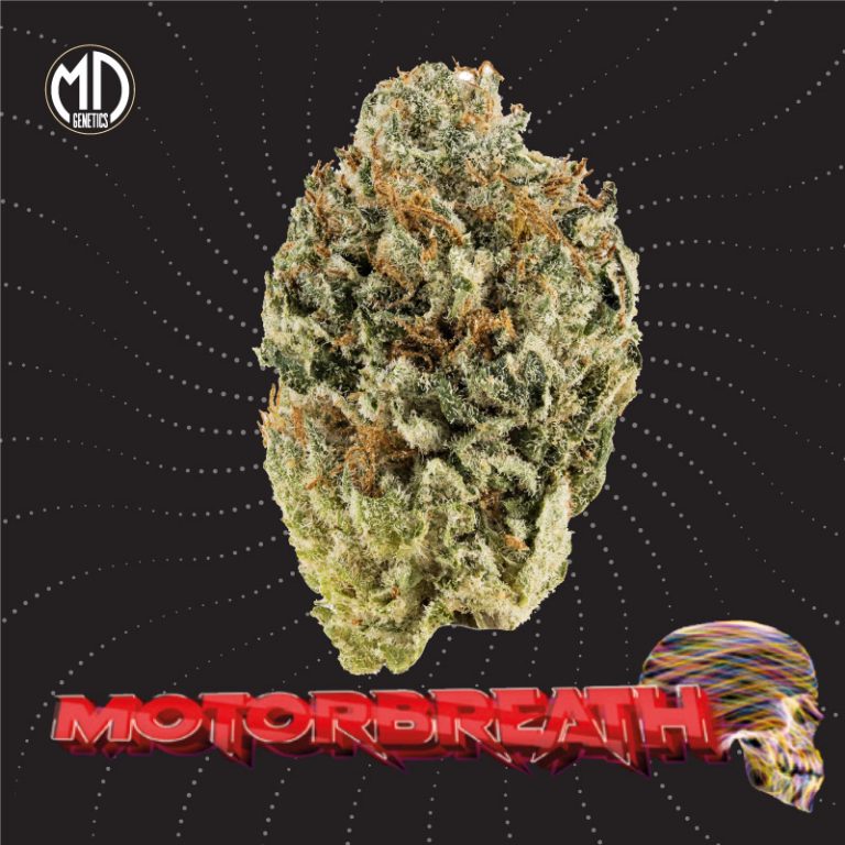 AUTO MOTORBREATH X2 MD GENETICS