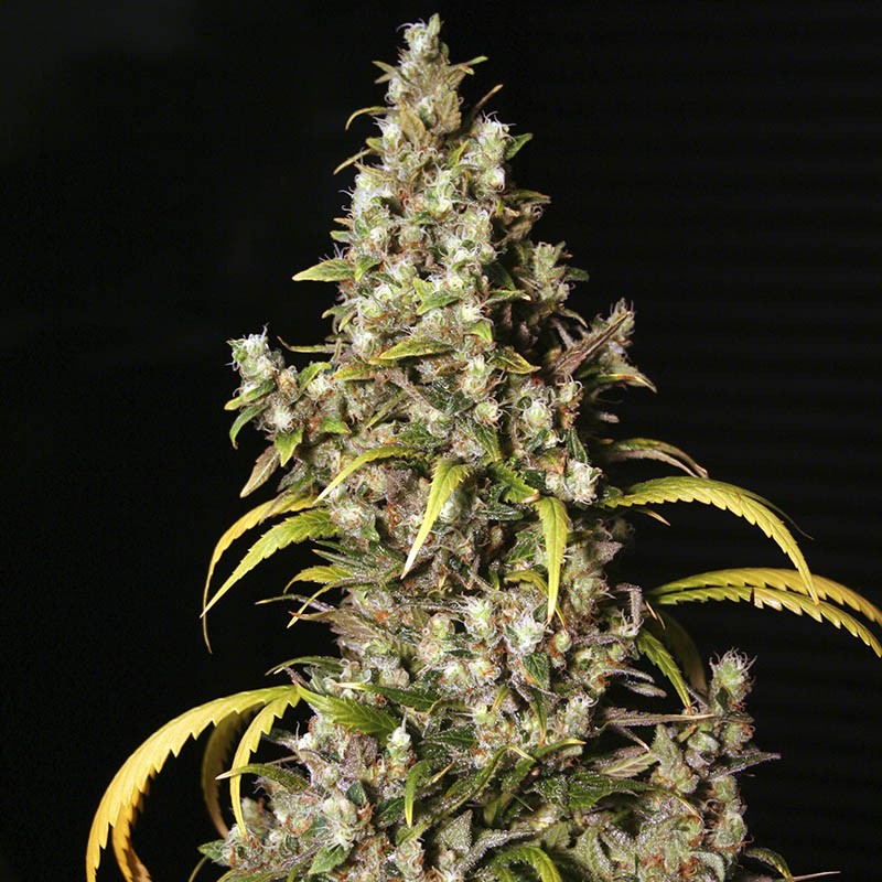 MONSTER 3+1 EVA SEEDS