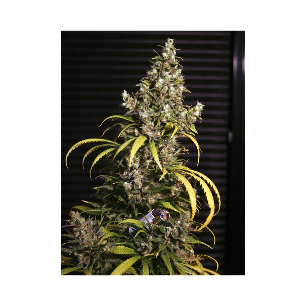 MONSTER 3+1 EVA SEEDS
