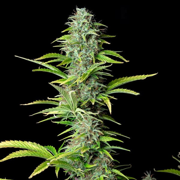 NORTHERN LIGHT AUTO X10 ROYAL QUEEN SEEDS