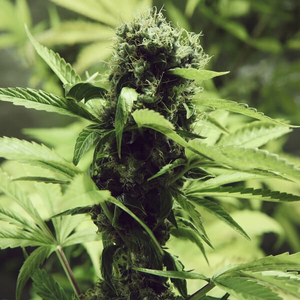 NORTHERN LIGHT FEM X10 ROYAL QUEEN SEEDS