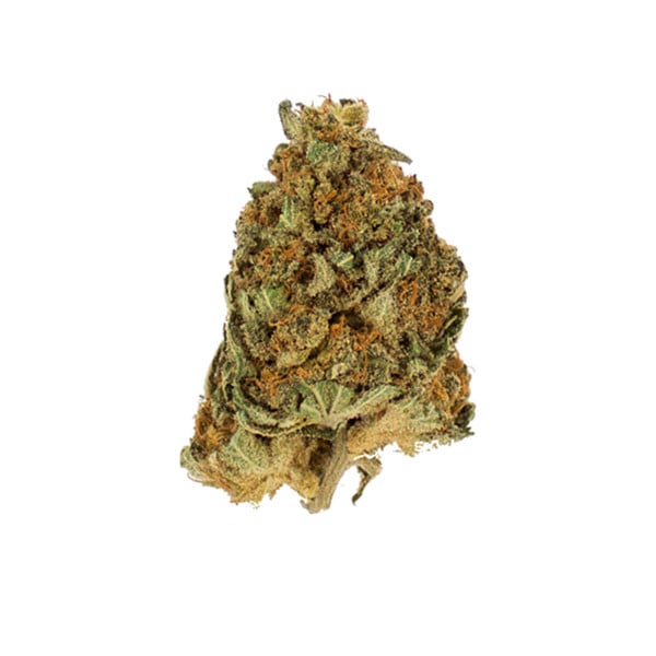NORTHERN LIGHT FEM X10 ROYAL QUEEN SEEDS