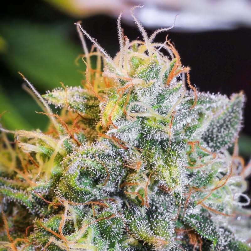 ONLY CBD 3+1 FEM EVA SEEDS