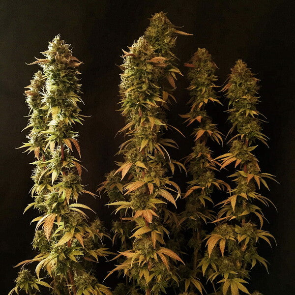 POWER FLOWER FEM X10 ROYAL QUEEN SEEDS