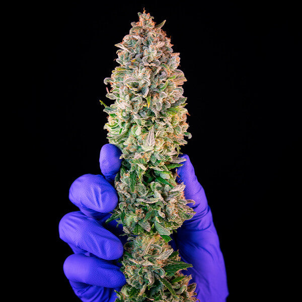 POWER FLOWER FEM X10 ROYAL QUEEN SEEDS