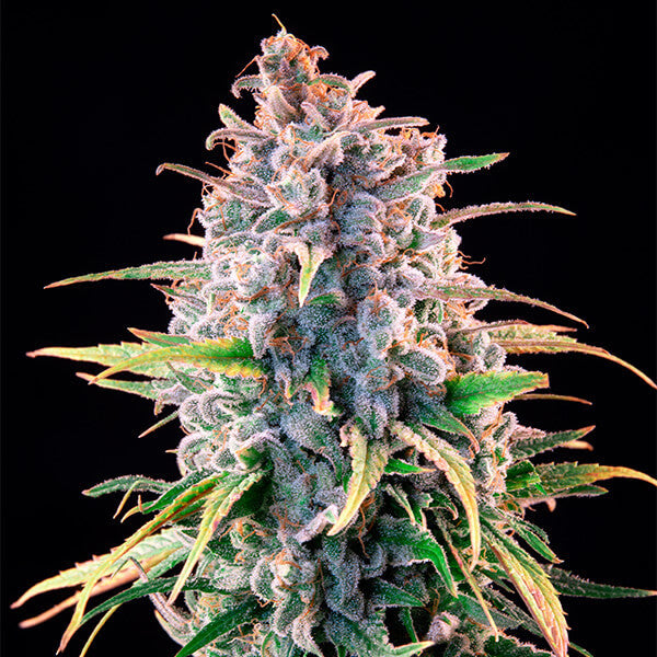 POWER FLOWER FEM X10 ROYAL QUEEN SEEDS