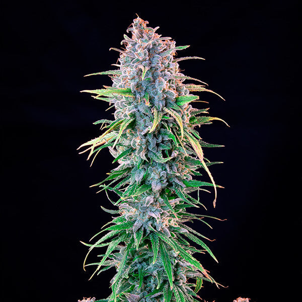 POWER FLOWER FEM X10 ROYAL QUEEN SEEDS