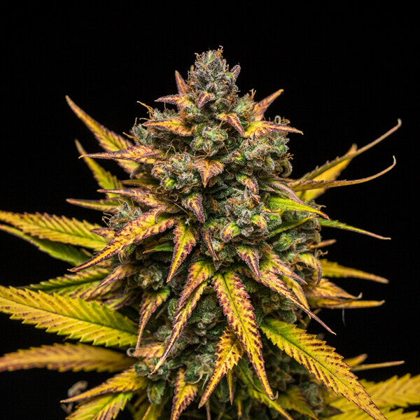 PURPLE QUEEN AUTO X1 ROYAL QUEEN SEEDS
