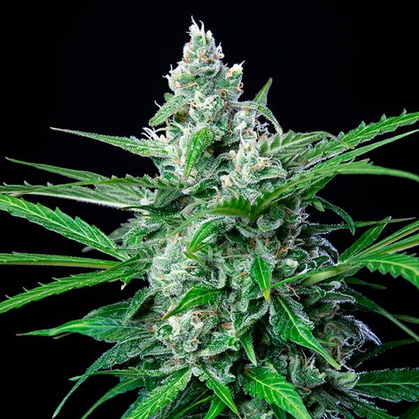 ROYAL AK FEM X10 ROYAL QUEEN SEEDS