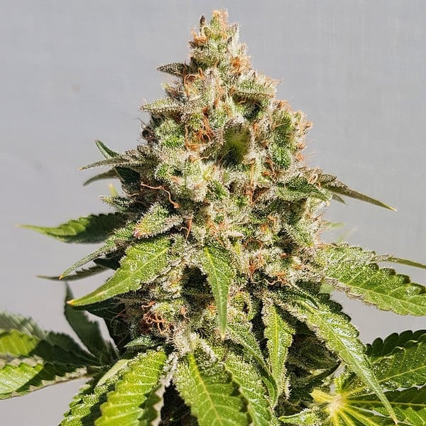 ROYAL AK FEM X10 ROYAL QUEEN SEEDS