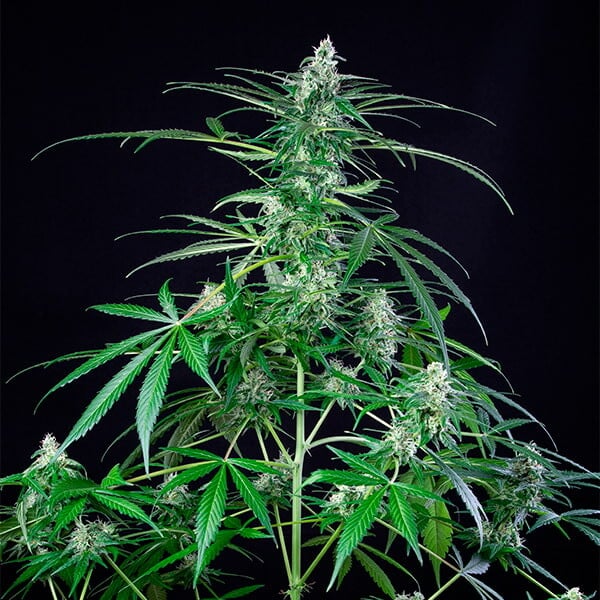 ROYAL AK FEM X10 ROYAL QUEEN SEEDS