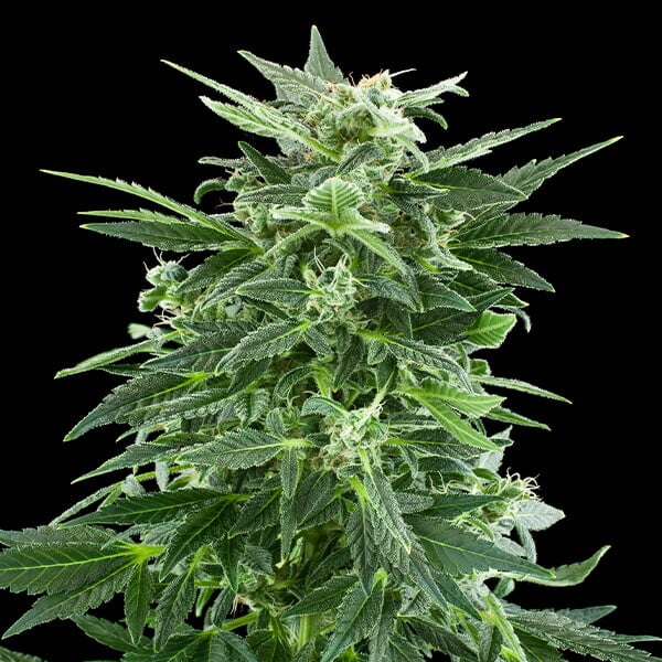 ROYAL AK FEM X10 ROYAL QUEEN SEEDS