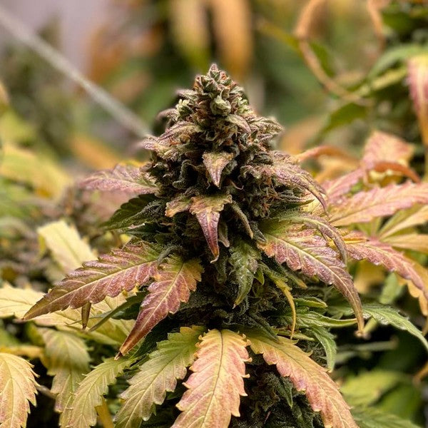 ROYAL CHEESE AUTO X10 ROYAL QUEEN SEEDS