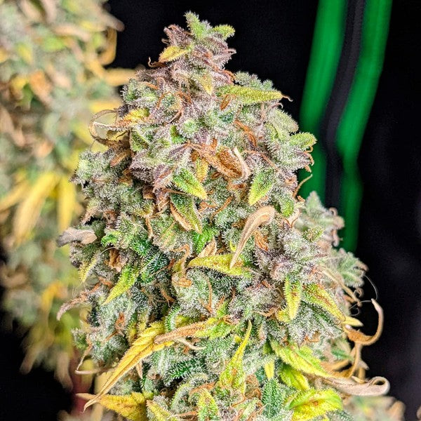 ROYAL CHEESE AUTO X10 ROYAL QUEEN SEEDS