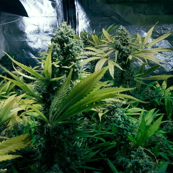 ROYAL DOMINA FEM X 3 ROYAL QUEEN SEEDS