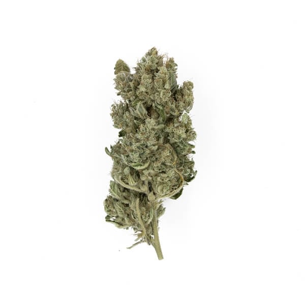ROYAL GORILLA FEM X10 ROYAL QUEEN SEEDS