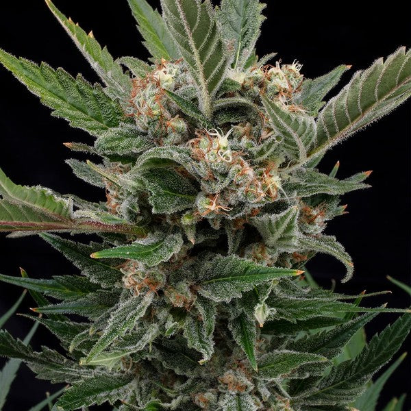 ROYAL GORILLA FEM X10 ROYAL QUEEN SEEDS