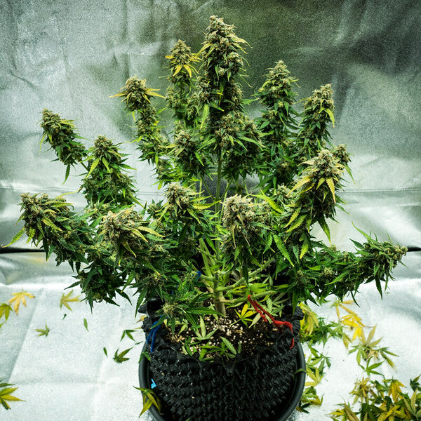 ROYAL HAZE AUTO X10 ROYAL QUEEN SEEDS