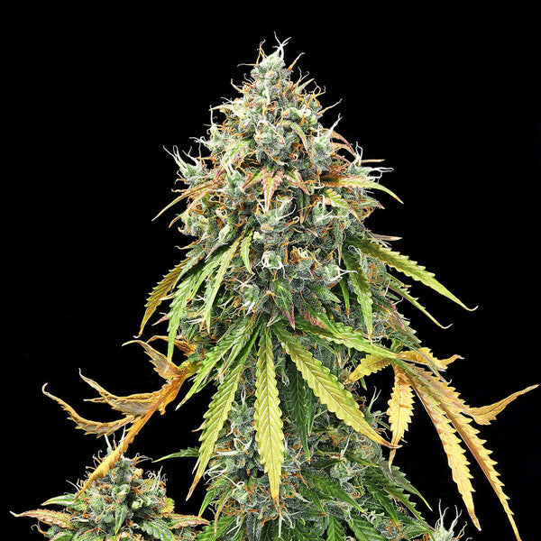 ROYAL HAZE AUTO X10 ROYAL QUEEN SEEDS