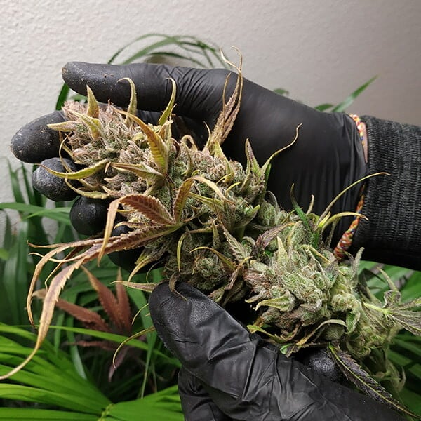 ROYAL HIGHNESS CBD FEM X1 ROYAL QUEEN SEEDS